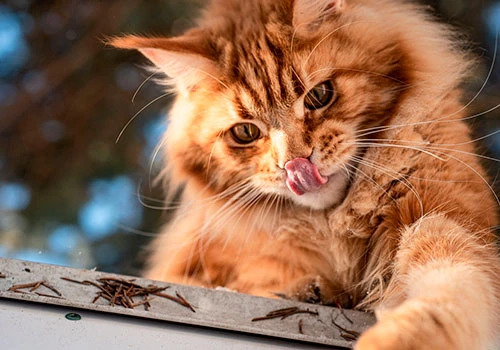Кошка заболела кальцивирозом