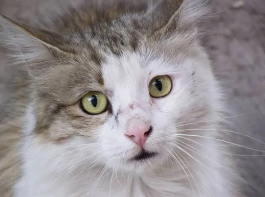 Лечение кошек в клинике